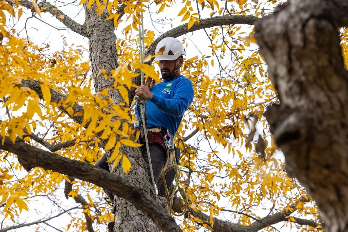 Skilled Tree Planing crew working in Ithaca