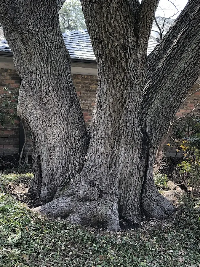 Mature heritage tree close to a Ithaca property cared for by certified arborists